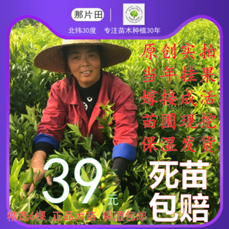 金桔树脆蜜金钱橘子树金橘盆栽地栽南北方种植大果金橘脆果