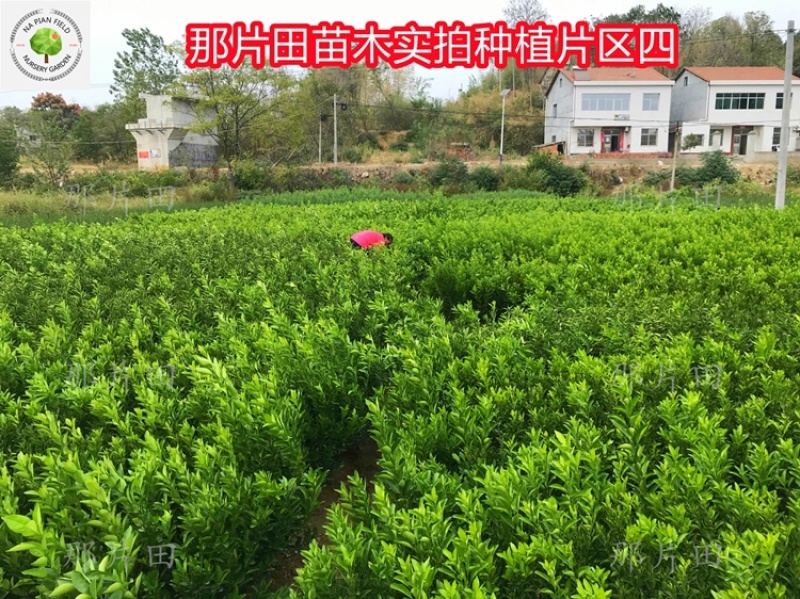 金桔树脆蜜金钱橘子树金橘盆栽地栽南北方种植大果金橘脆果