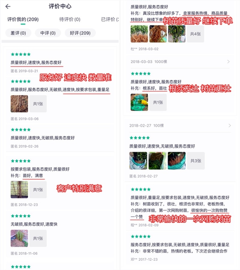 金桔树脆蜜金钱橘子树金橘盆栽地栽南北方种植大果金橘脆果