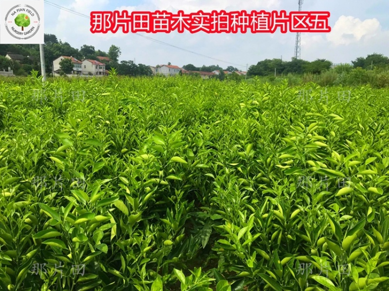 金桔树脆蜜金钱橘子树金橘盆栽地栽南北方种植大果金橘脆果