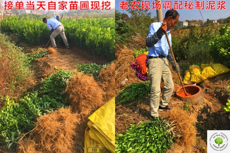 金桔树脆蜜金钱橘子树金橘盆栽地栽南北方种植大果金橘脆果