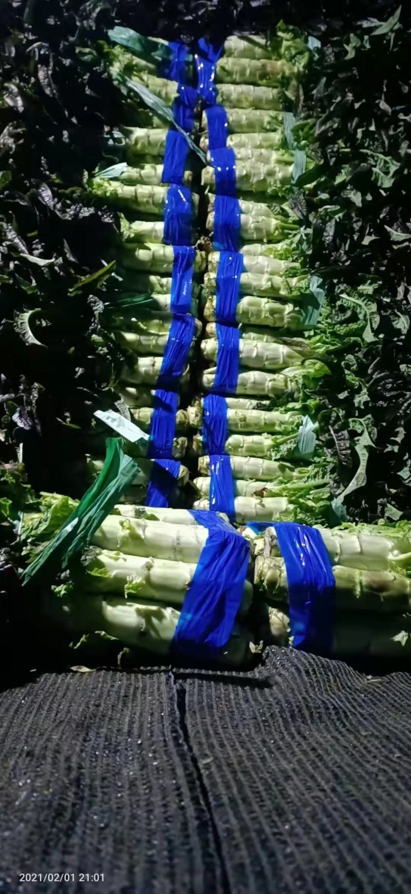 莴笋，红叶香莴笋，价格美丽，一手货源，产地直销货源充足，