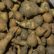 新鲜地苦胆新鲜金果榄选货（通通包邮）