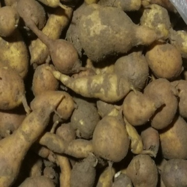 新鲜地苦胆新鲜金果榄选货（通通包邮）