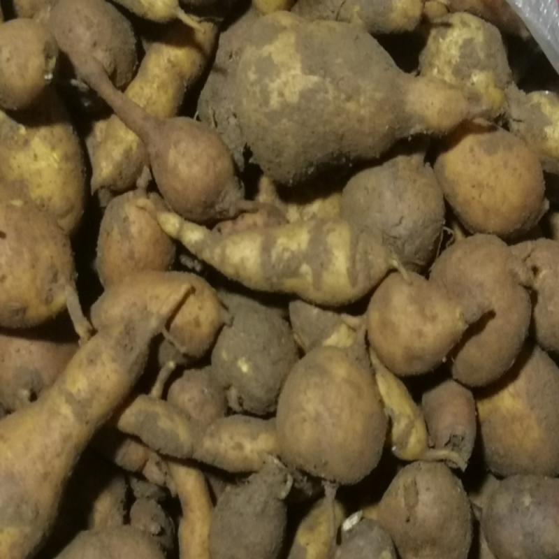 新鲜地苦胆新鲜金果榄选货（通通包邮）