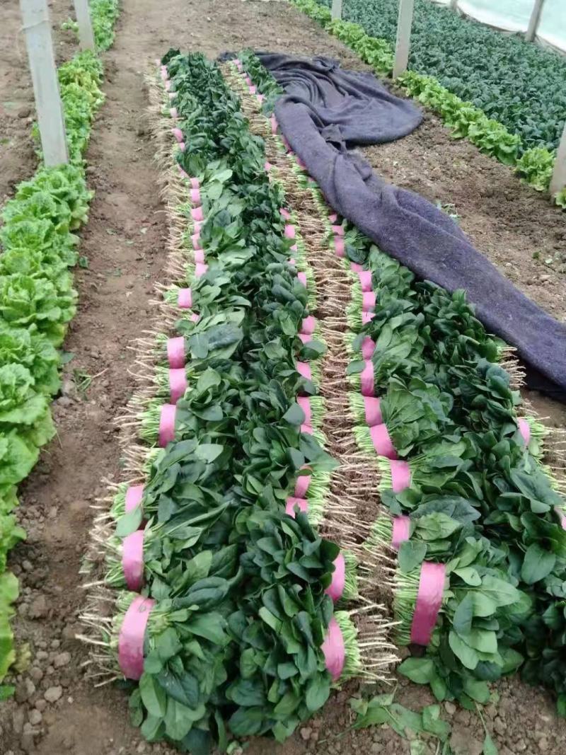 滑县万亩园区精选菠菜基地，全国代发，货源充足，一条龙服务！