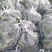 天门百万亩有机花西兰花种植基地大量供应菜花