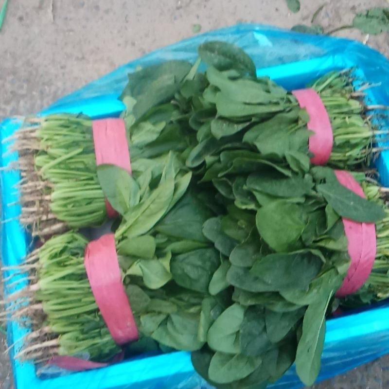 滑县万亩园区精选菠菜基地，全国代发，货源充足，一条龙服务！