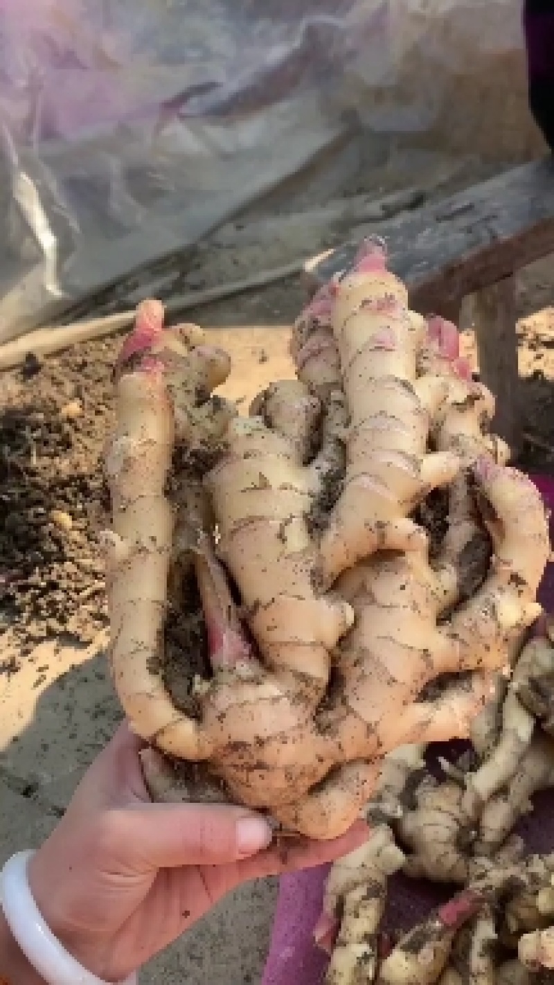 阜阳临泉县生姜大量批发大黄姜小黄姜常年供应