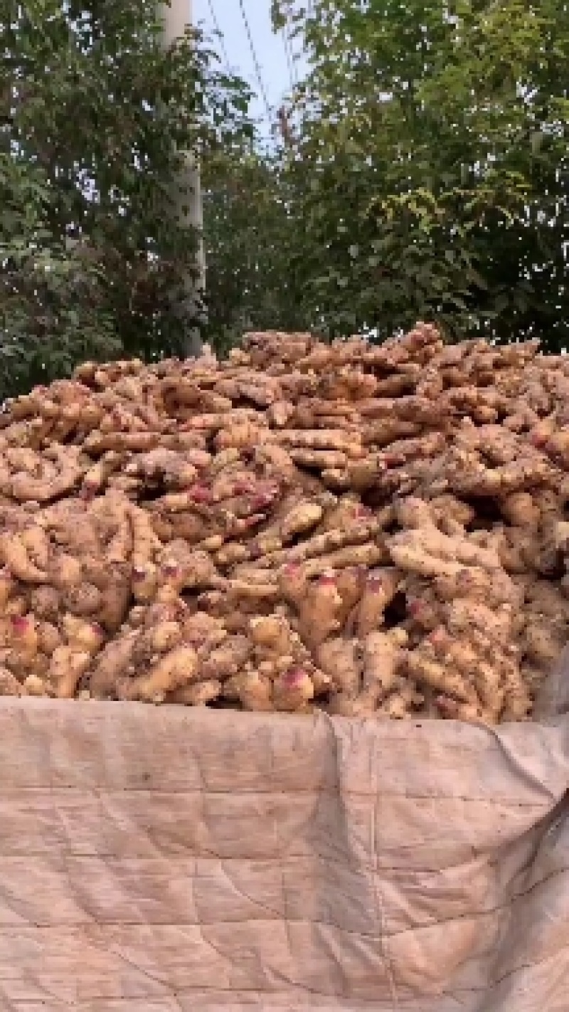 阜阳临泉县生姜大量批发大黄姜小黄姜常年供应