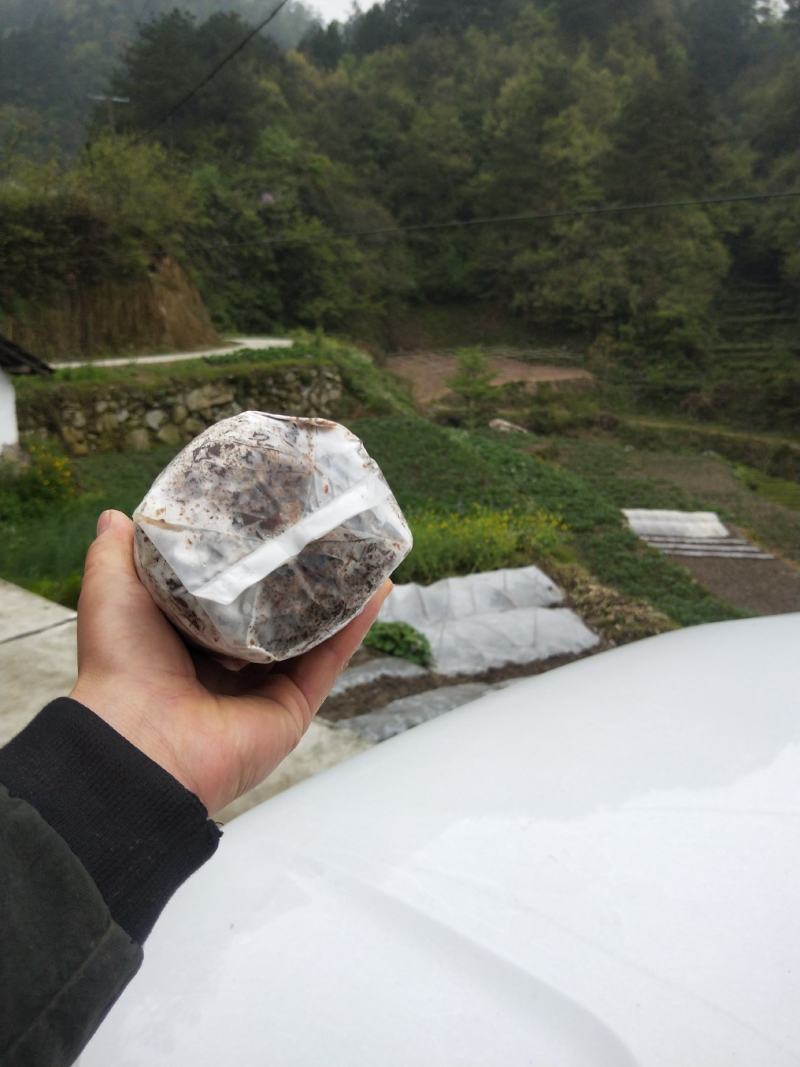 陕西立森，春森，姚式萌发菌，密环菌量大从优