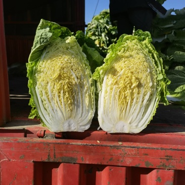 山东兰陵白菜，精品黄心大白菜，4--6斤无烧心，无黑点，