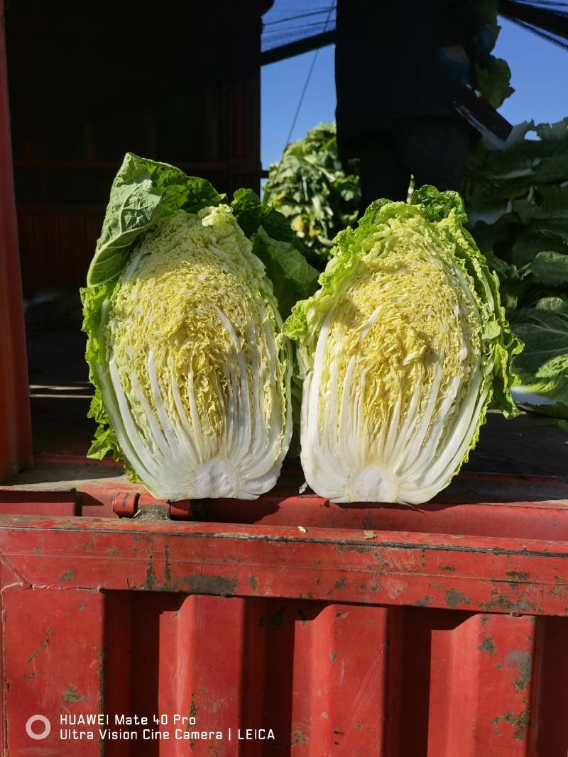 山东兰陵白菜，精品黄心大白菜，4--6斤无烧心，无黑点，