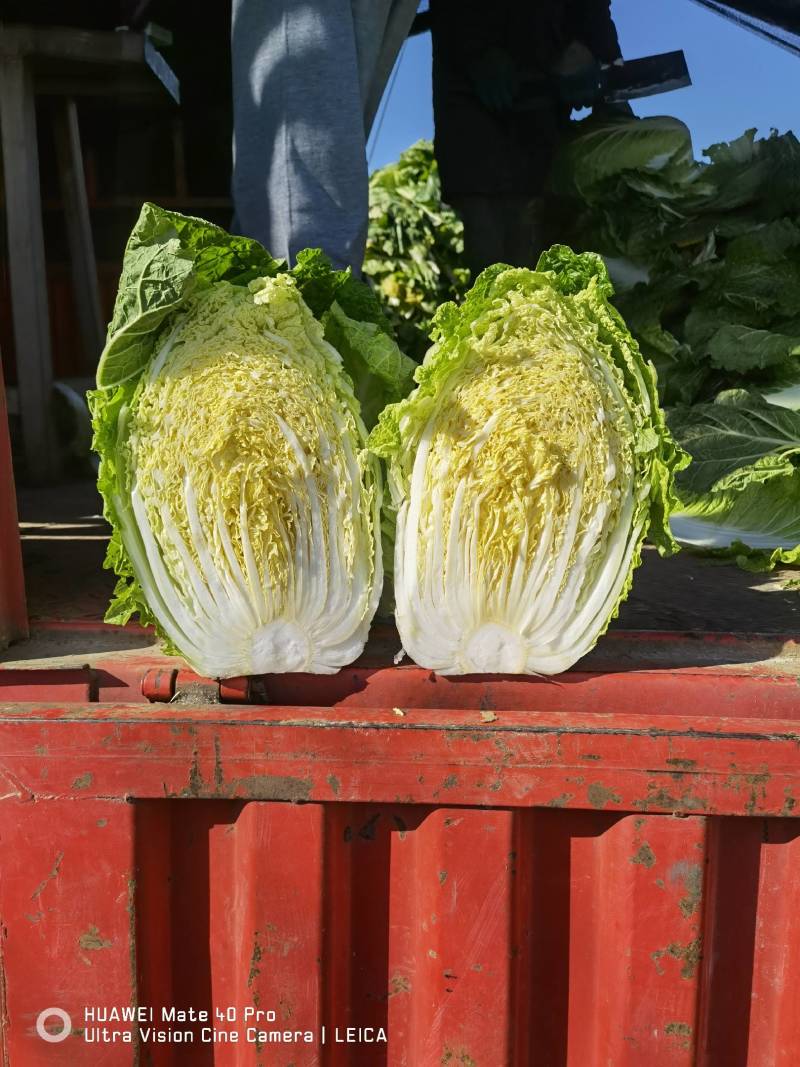 山东兰陵白菜，精品黄心大白菜，4--6斤无烧心，无黑点，