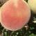 北京14号桃树苗早熟大果型离核包纯度南北均可种植包成活
