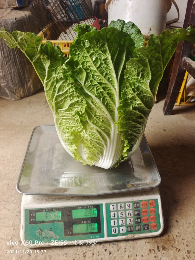湖南万亩矮颗黄心大白菜产地一手货源保质保量欢迎来电