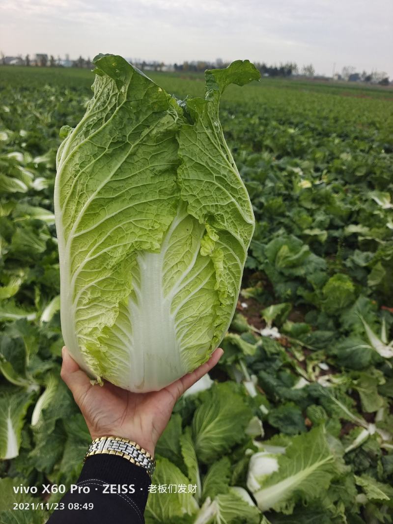 湖南万亩矮颗黄心大白菜产地一手货源保质保量欢迎来电