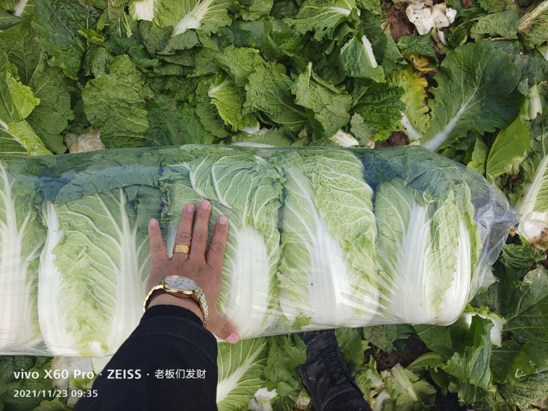 湖南万亩矮颗黄心大白菜产地一手货源保质保量欢迎来电