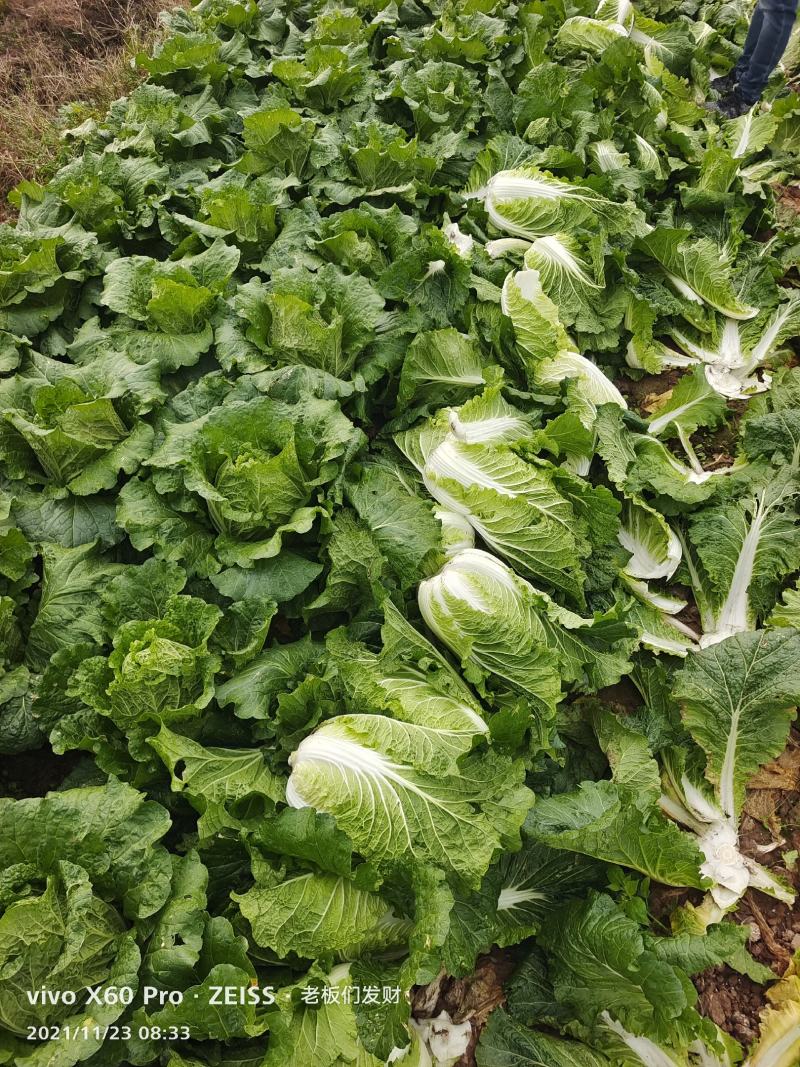 湖南万亩矮颗黄心大白菜产地一手货源保质保量欢迎来电