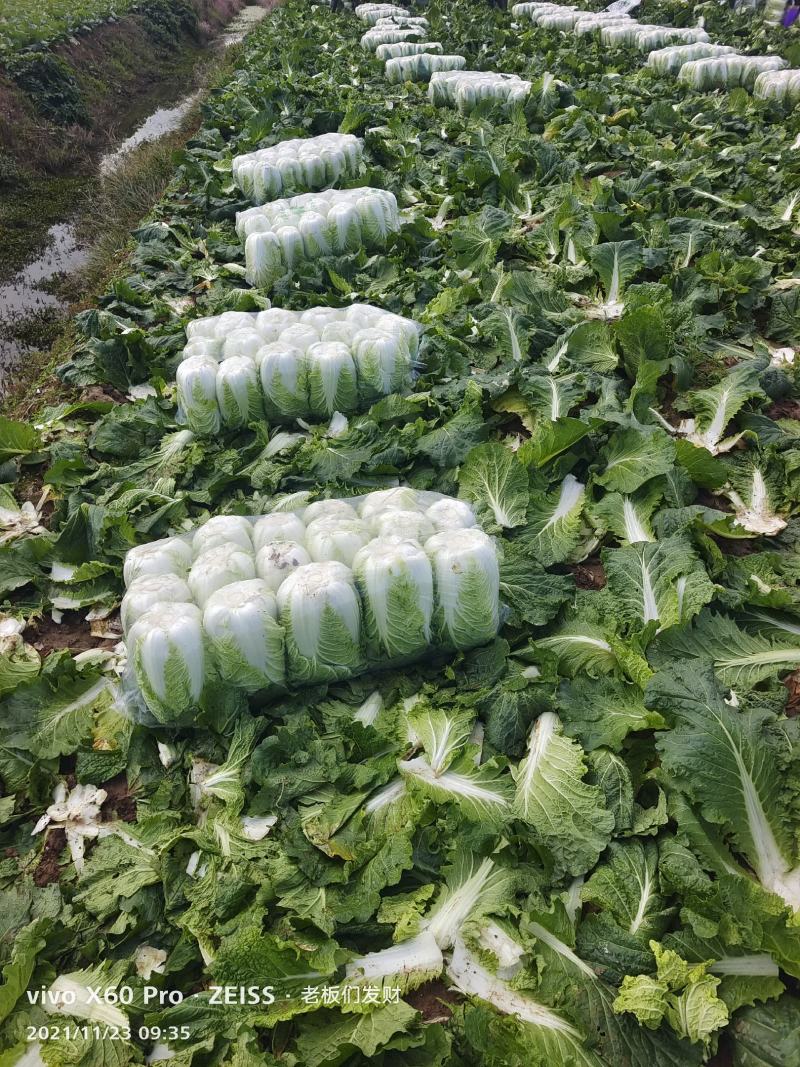 湖南万亩矮颗黄心大白菜产地一手货源保质保量欢迎来电