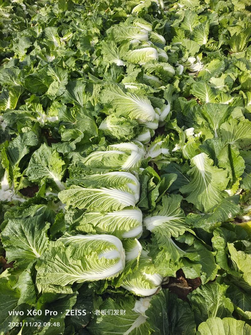 湖南万亩矮颗黄心大白菜产地一手货源保质保量欢迎来电