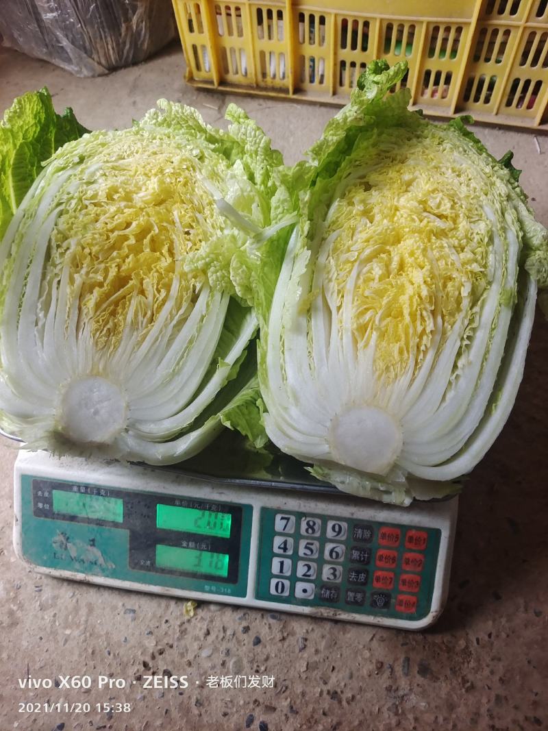 湖南万亩矮颗黄心大白菜产地一手货源保质保量欢迎来电