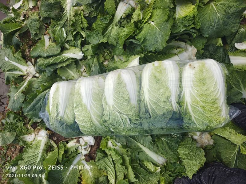 湖南万亩矮颗黄心大白菜产地一手货源保质保量欢迎来电