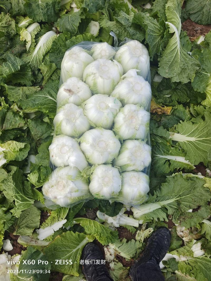 湖南万亩矮颗黄心大白菜产地一手货源保质保量欢迎来电