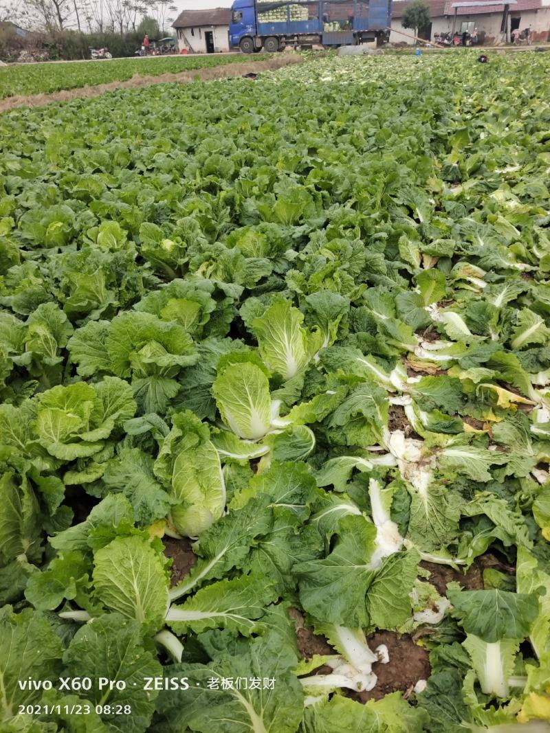 湖南万亩矮颗黄心大白菜产地一手货源保质保量欢迎来电