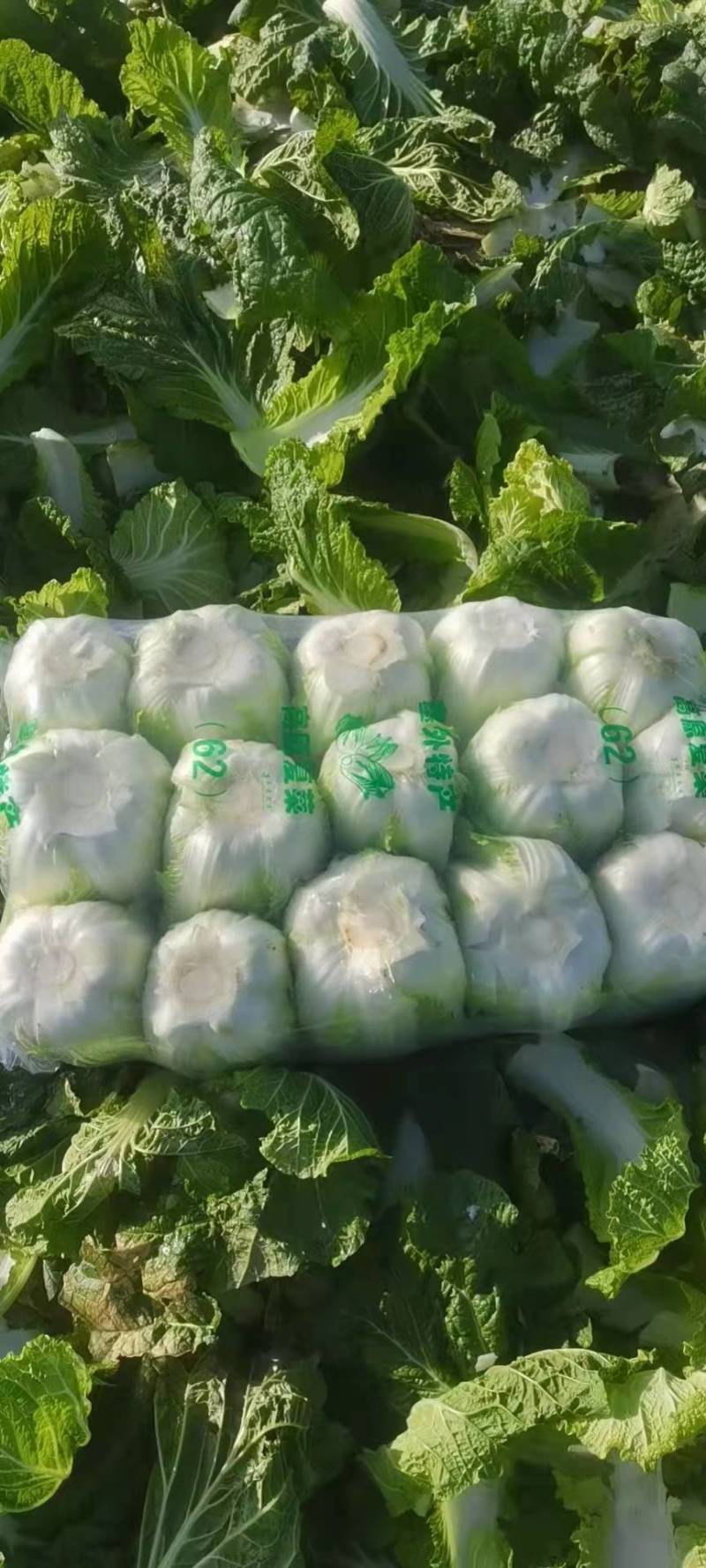 精品黄心大白菜农家自种质优价廉品质保障量大从优欢迎来电