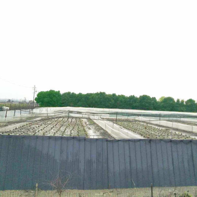 青蛙苗青蛙黑斑蛙苗华南地区蛙苗养殖基地