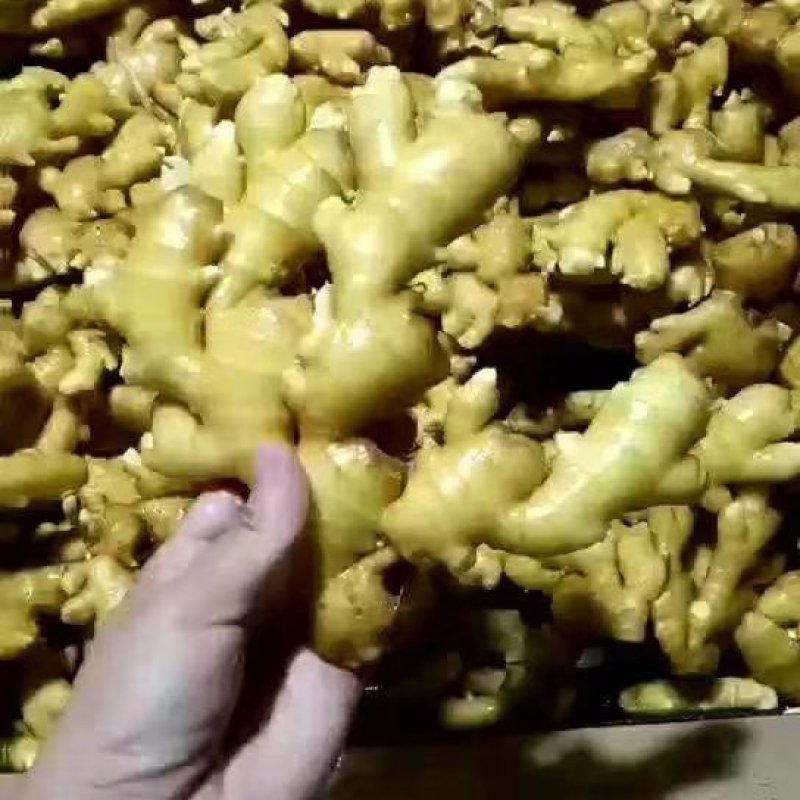 山东优质生姜产地大量供应，泥姜，水洗姜，大黄姜，小黄姜