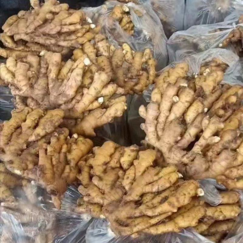 山东优质生姜产地大量供应，泥姜，水洗姜，大黄姜，小黄姜