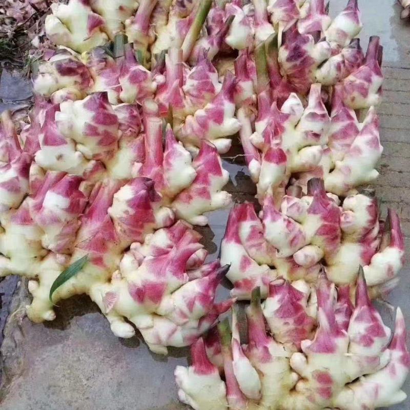 山东优质生姜产地大量供应，泥姜，水洗姜，大黄姜，小黄姜