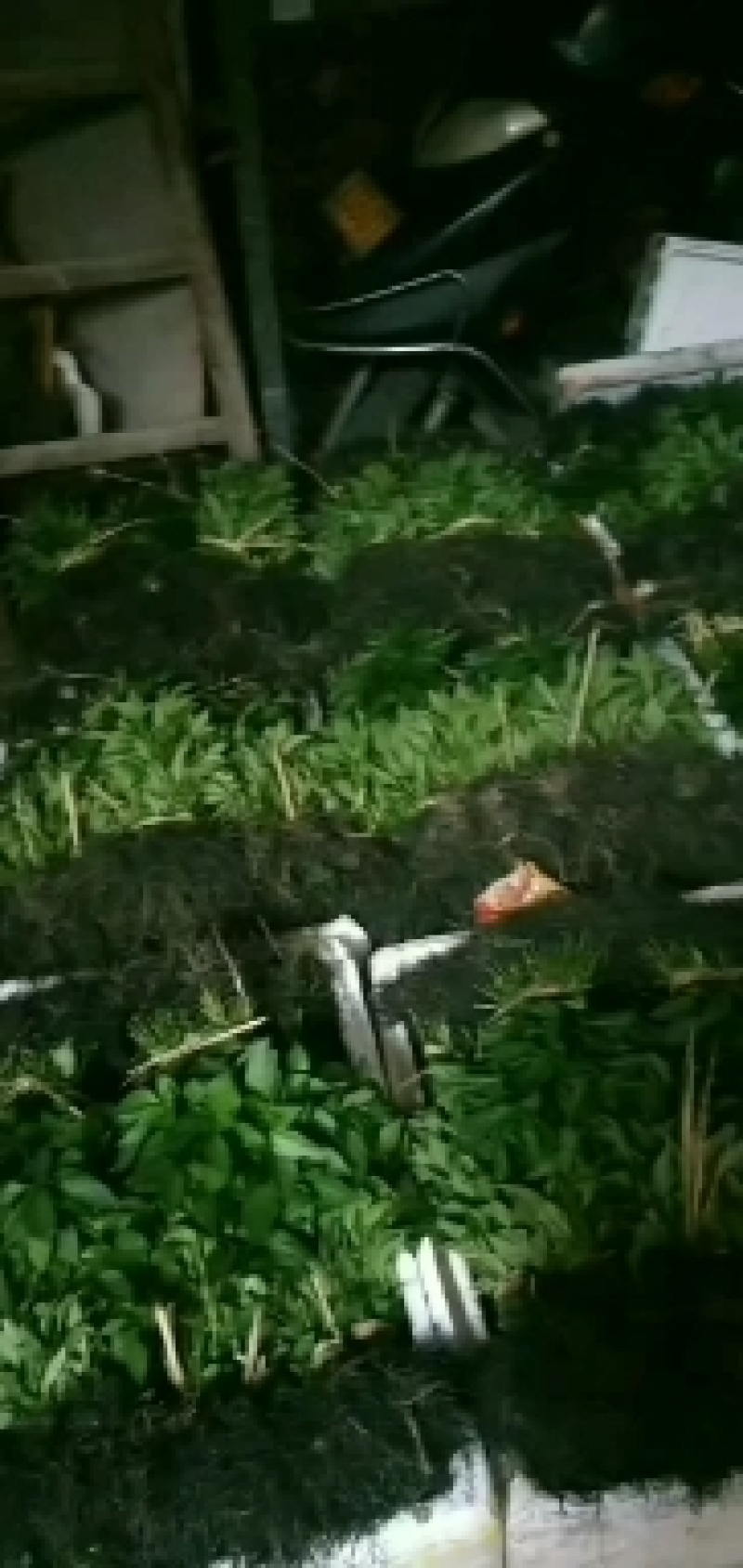 黄贡椒线椒，牛角椒苗大量批发！品种好价格优全国各地发货！