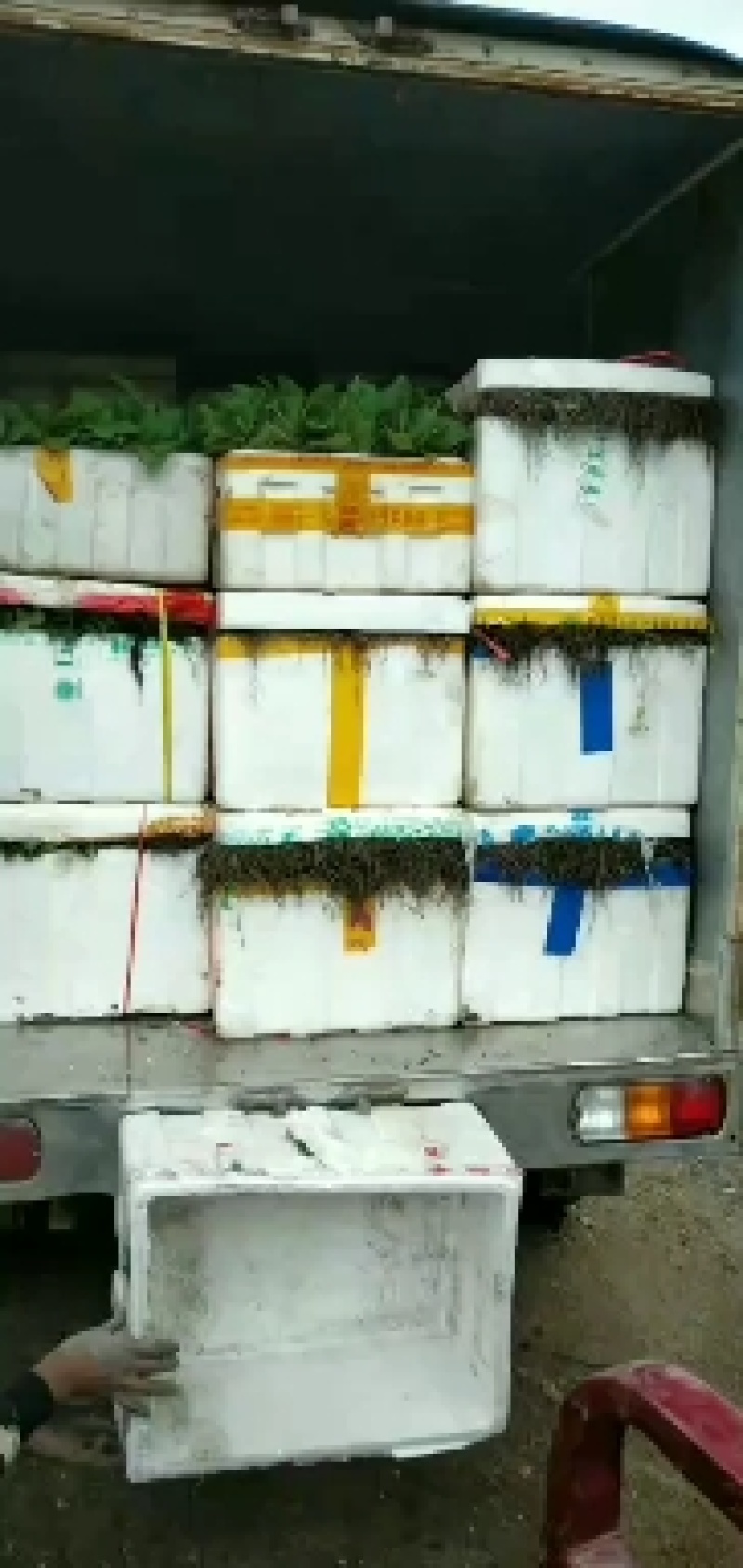 黄贡椒线椒，牛角椒苗大量批发！品种好价格优全国各地发货！