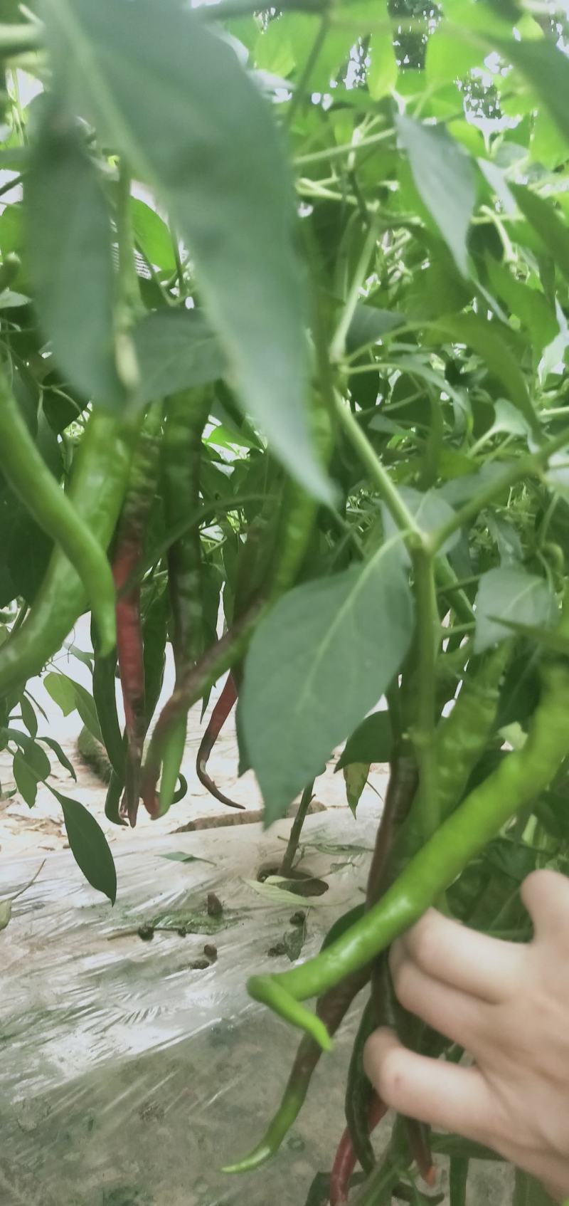 黄贡椒线椒，牛角椒苗大量批发！品种好价格优全国各地发货！