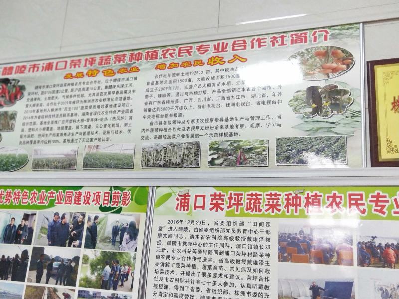 黄贡椒线椒，牛角椒苗大量批发！品种好价格优全国各地发货！