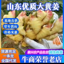 山东精品红牙姜小黄姜大黄姜块大，辣味浓厚，价格合理