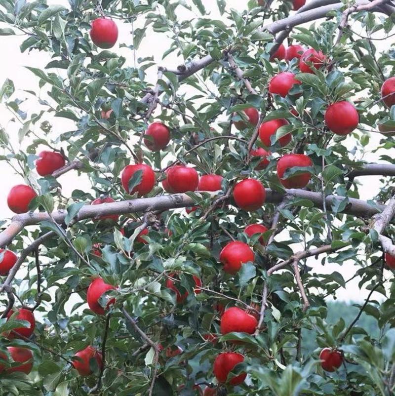 梨树种子苹果种子杜梨种子嫁接果树粘木种子
