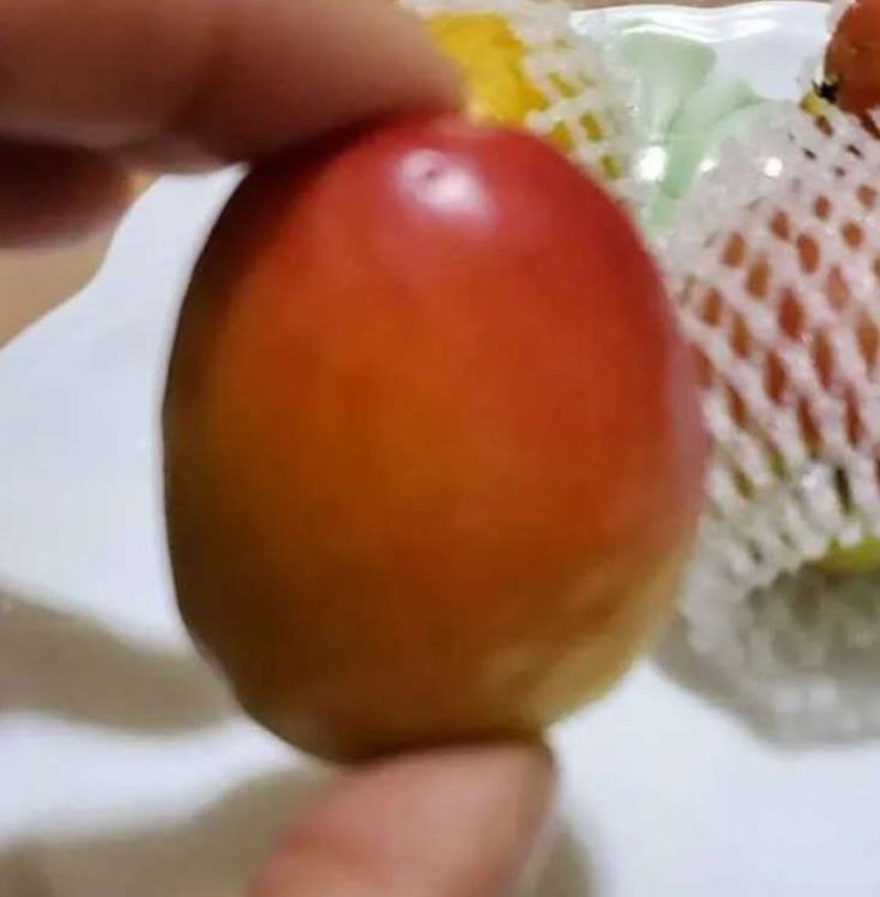 金亚蜜杏正品金亚蜜芒香杏优质两年树苗品种保真基地直发
