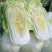 精品黄心大白菜山东聊城大白菜大量供应中需要的客户联系我