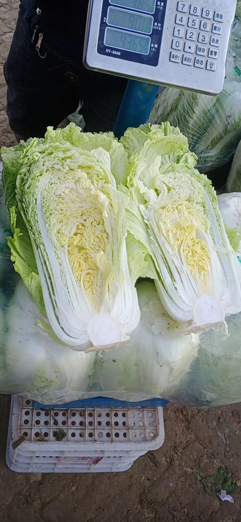 精品黄心大白菜山东聊城大白菜大量供应中需要的客户联系我