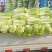 精品黄心大白菜山东聊城大白菜大量供应中需要的客户联系我