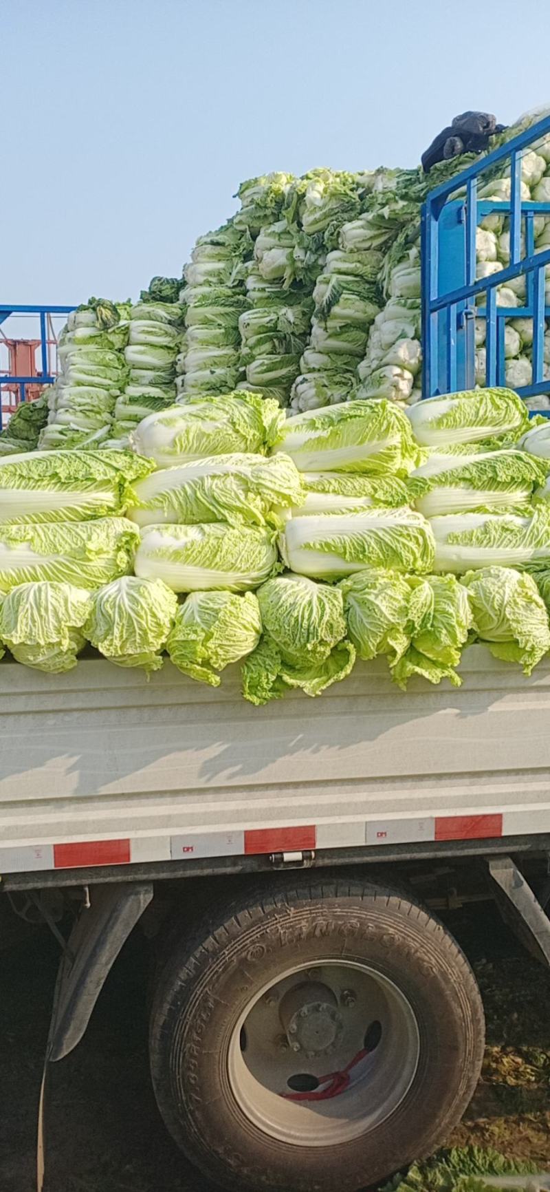精品黄心大白菜山东聊城大白菜大量供应中需要的客户联系我