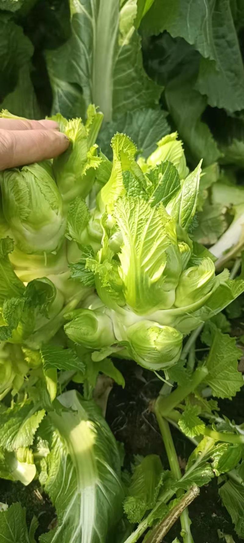 《热卖》四川儿菜大量现货上市中基地直发对接商超团购电商