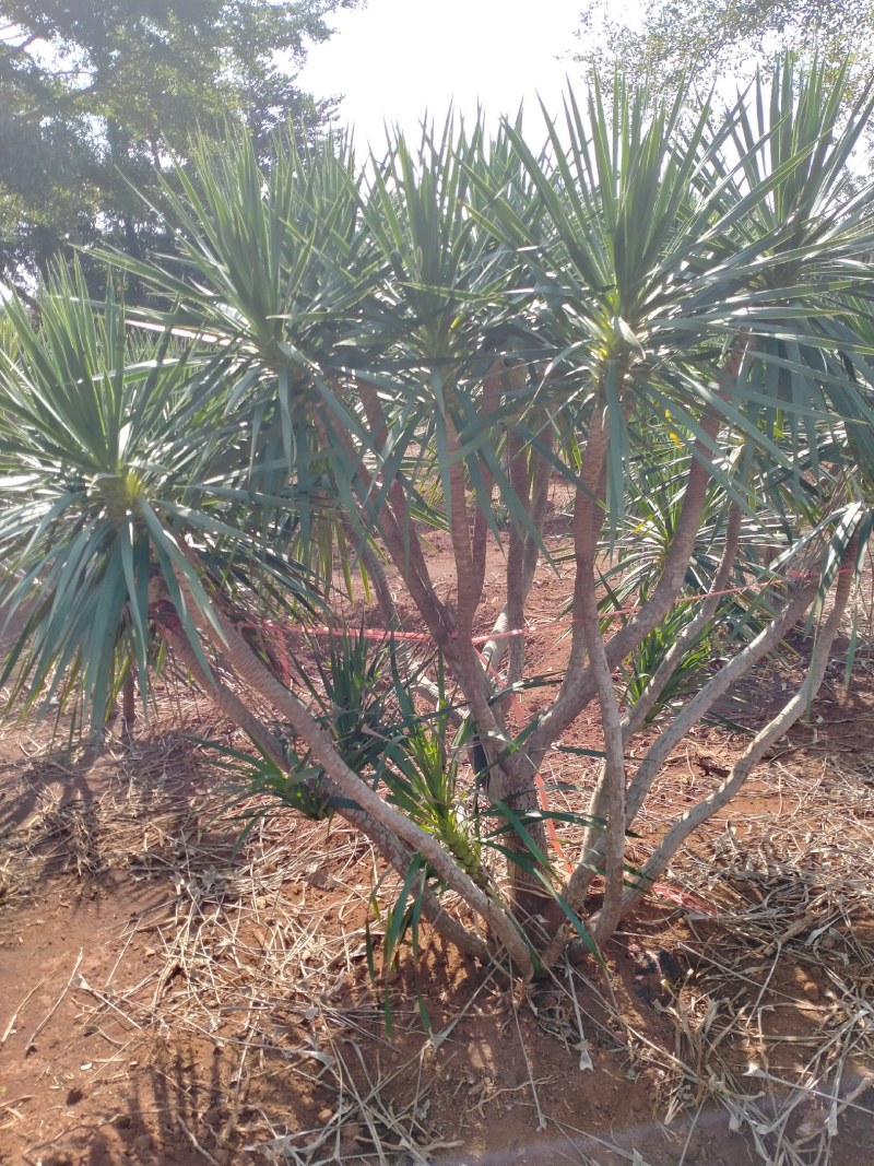 龙血树