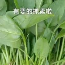 徐州菠菜