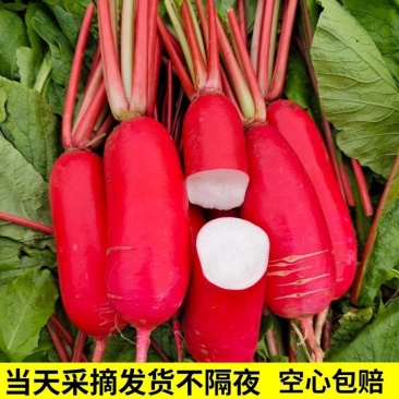 【湖北萝卜】精品红皮萝卜产地直发品质保障全国发货