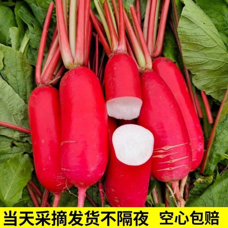 【湖北萝卜】精品红皮萝卜产地直发品质保障全国发货